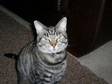Female Dark Silver Tabby indoor cat been spayed 5 yrs, ....