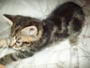 semi long haired tabby kittens ready now