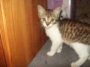 Female Tabby Kitten Ready Now