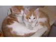 Only 2 Left..Beautiful Ginger & White boys,  ready now but can keep till xmas