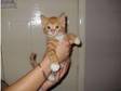 sweet gingger kitten for sale. i have a lovely and sweet....