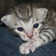 Full Pedigree Bengal Kitten Pet or Breed