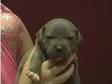 Staffie Pups. WE HAVE 9 PUPS FOR SALE BLUES AND WHITE....