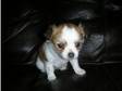 Chihuahua Puppies For Sale. TWO GORGEOUS MALE CHIHUAHUA....