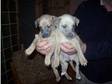 Whippet Puppies For Sale K.C Registered. 4 boys 4 girls....