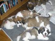 Two Males and Females Saint Bernard pu available,  ready for Christmas