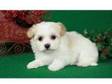 sweet havanese puppy ready for good home. She is crate....
