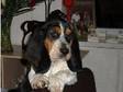 Basset Hound Boy Puppy. Bassett hound boy puppy. All Kc....