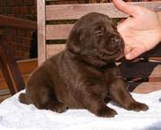 Lovely Chocolate Labrador Retriever puppies For Adoption