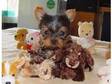 Small yorkie puppy for lovely home. princess is a cute....