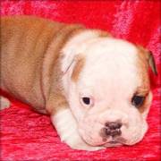 Girl English Bulldog puppy for re homing