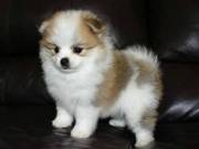 Nice pomeranian puppies Available now for sale