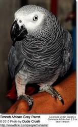 Holly is a sweet little Congo African Grey