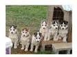 Siberian Huskies for new Homes. Pups are well socialized....