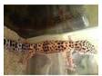 Female leopard gecko for sale, very pretty,  just over a....