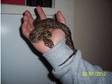 all unwanted reptiles taken in (£1). Reptile Rescue and....