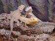 Male bearded dragon for sale. Hi i have a lovely 1 year....