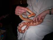 3 adult corn snakes with 3 foot complete viv