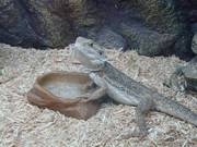 male Bearded Dragon for sale