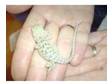 baby bearded dragons Sandfire x. Baby sandfire x for....