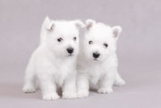 West-Highland-Terrier-puppies for sale