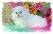  white persain kittens for rehoming